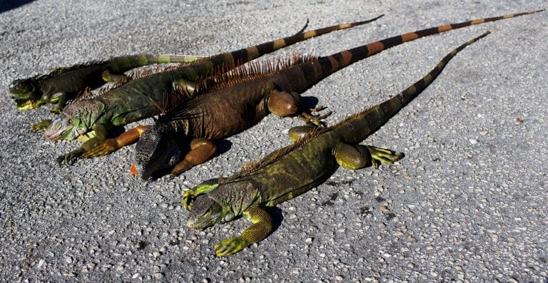 Cold-stunned iguanas are seen following extreme cold weather in Lake Worth, Florida, U.S. January 5, 2018.  REUTERS/Saul Martinez