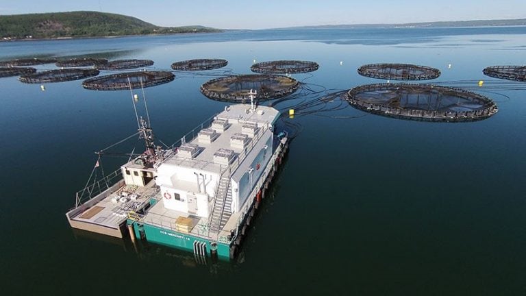 Cooke Aquaculture Inc, es una compañía que nació como una pequeña empresa familiar y logró, con el paso de los años, convertirse en líder global en el mercado de pescados y mariscos.