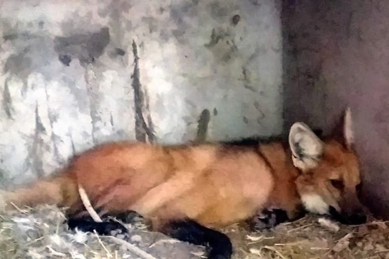 "Roque" descansando en el Centro Ecológico Municipal de Sáenz Peña. (Fotos Gentileza)