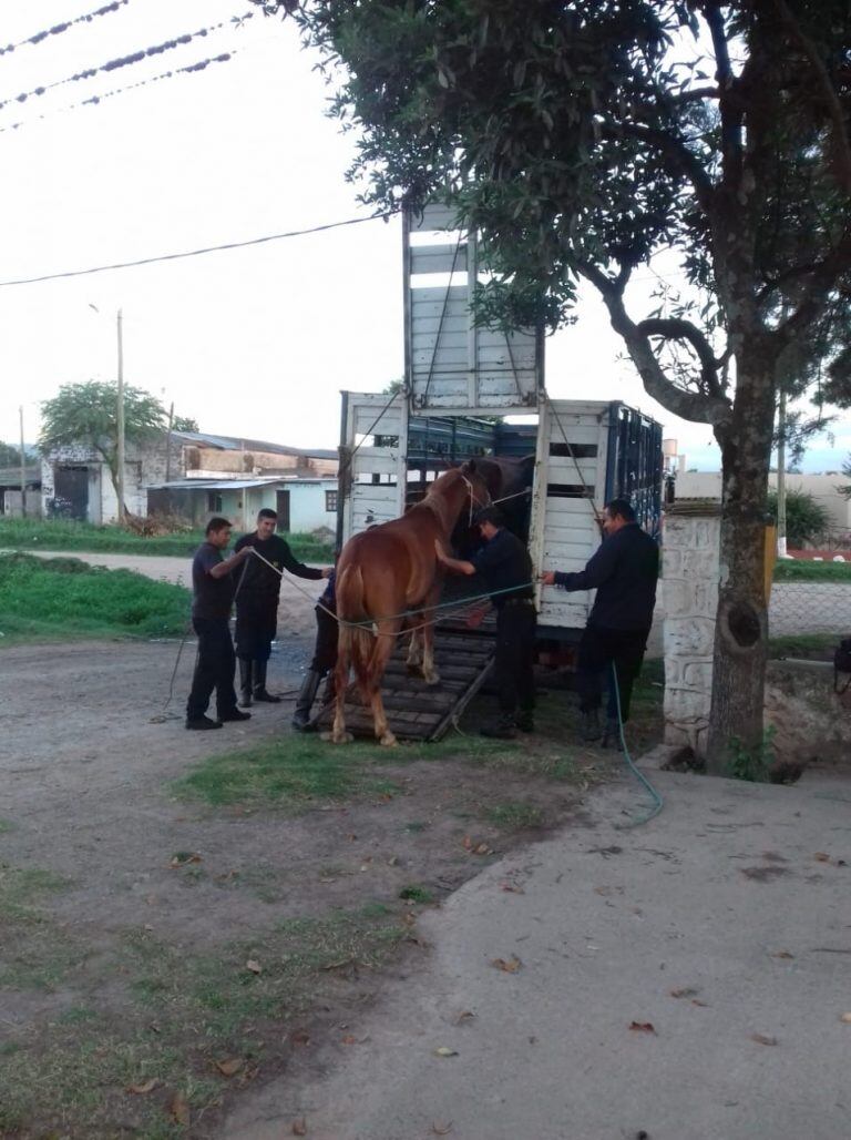 Caballos sueltos en Metán. (Prensa Policía de Salta)