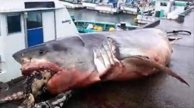 Tiburón blanco con la tortuga marina en sus fauces (Foto: Facebook Greg Vella).