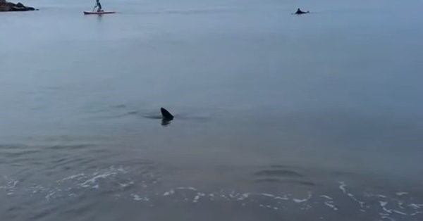 Un tiburón sorprendió a todos en Santa Clara del Mar.