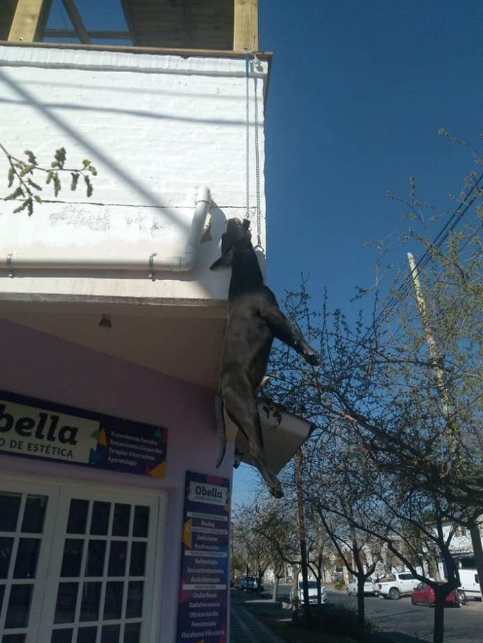 El perro ya había saltado antes desde el balcón. Por eso esta vez los dueños lo habían atado.