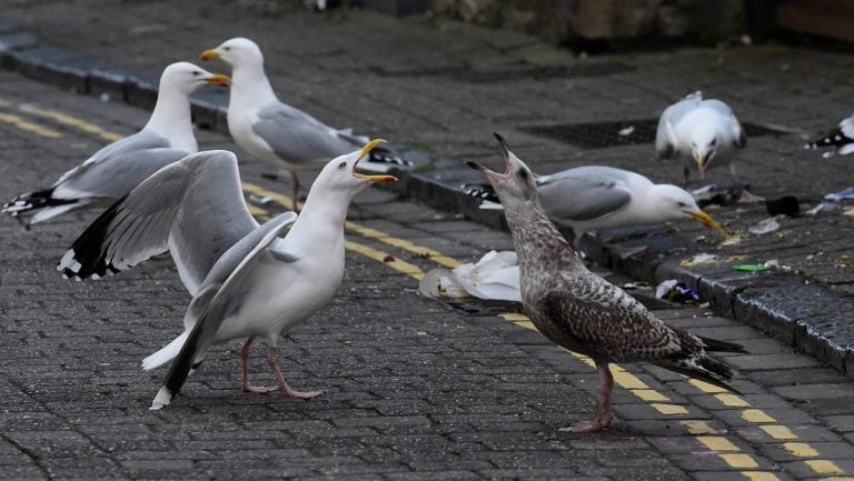 Gaviota en Roma (Web)