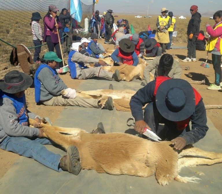 Integrantes de comunidades de la Puna, en un chaku (esquila de vicuñas) comunitario.