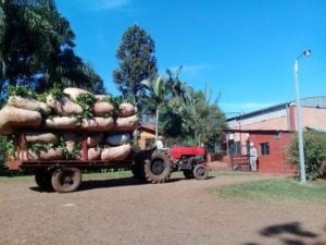 Preparan una nueva marca de yerba en Oberá