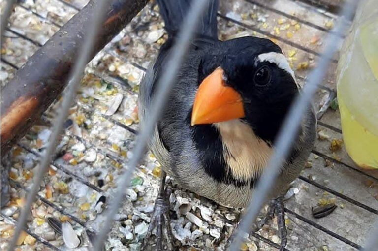 Aves autóctonas de Córdoba