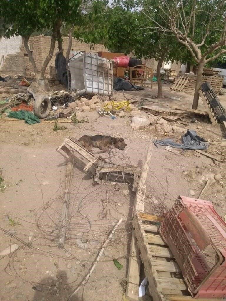 Durante el operativo fueron rescatados perros y gatos.