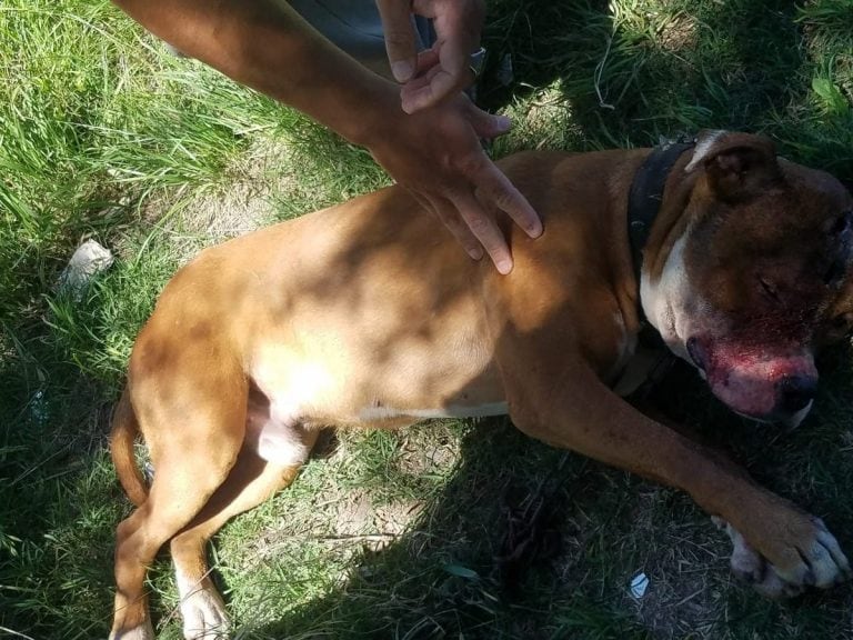 Rescataron a un pitbull herido y atado a la vera de Avenida Circunvalación en Rosario. (@agustinmlago)