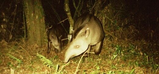 Tapir en el Parque Nacional Iguazú