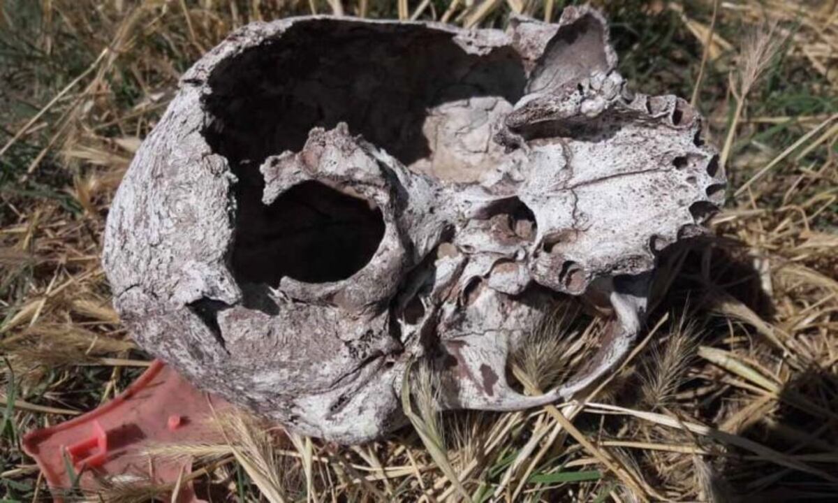 Bahía Blanca: un niño encontró un cráneo humano en un terreno baldío