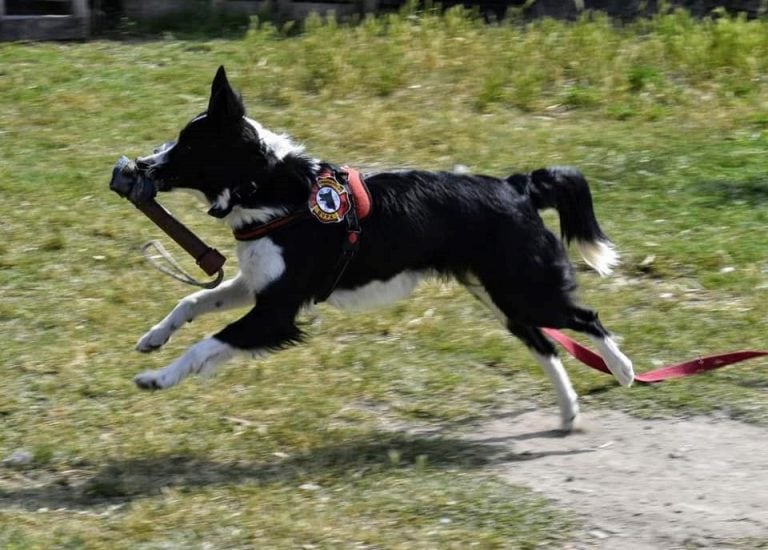 Perros K9 de Punta Alta