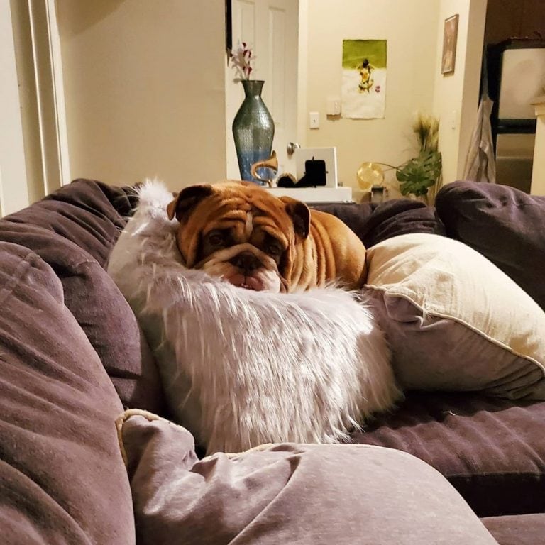 El aislamiento ha afectado a la mascota (Instagram/@popthebulldog)