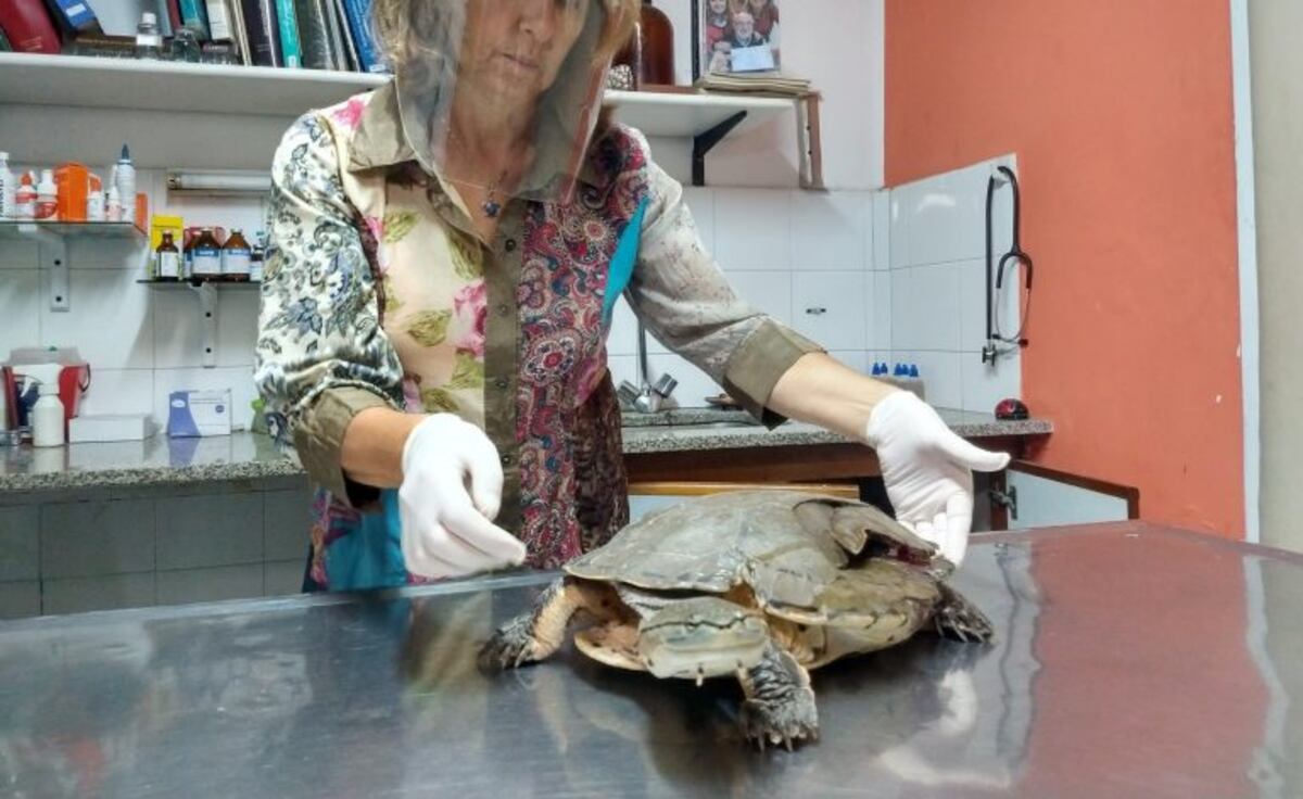 En medio de la tormenta atropellaron a una tortuga en el centro de Rosario
