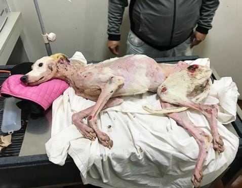 Rusa, la perrita galgo maltratada