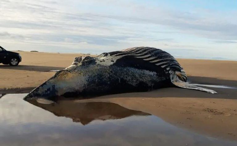 Ballena en Coronel Dorrego (Gentileza PNA)