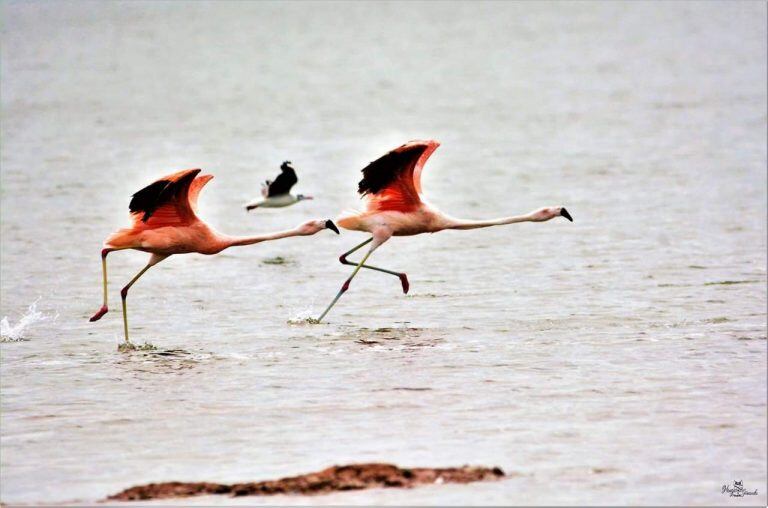 Flamencos en Miramar de Ansenuza - Hugo Giraudo