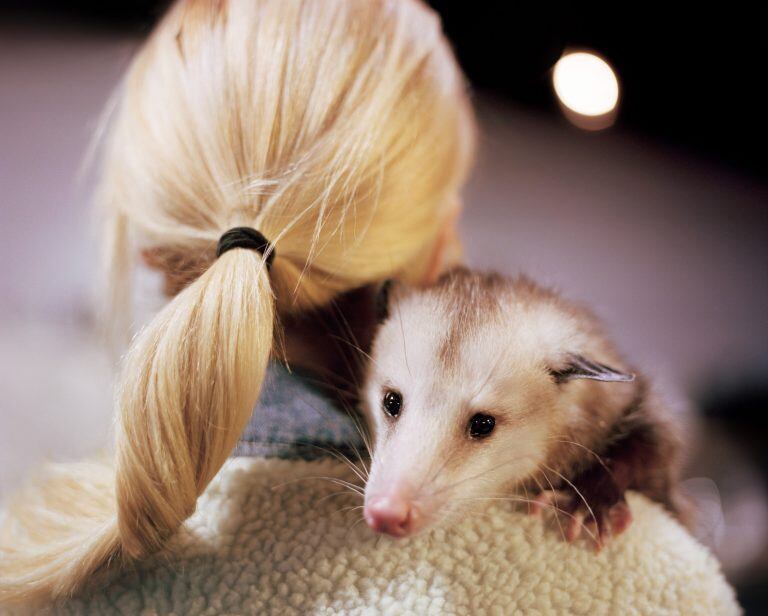 14d85d63-9049-4789-a8d2-b573e616ccc2|Skunks, opossums and other vermin have joined cats and dogs in endearing themselves to humans. (Peyton Fulford for The New York Times)