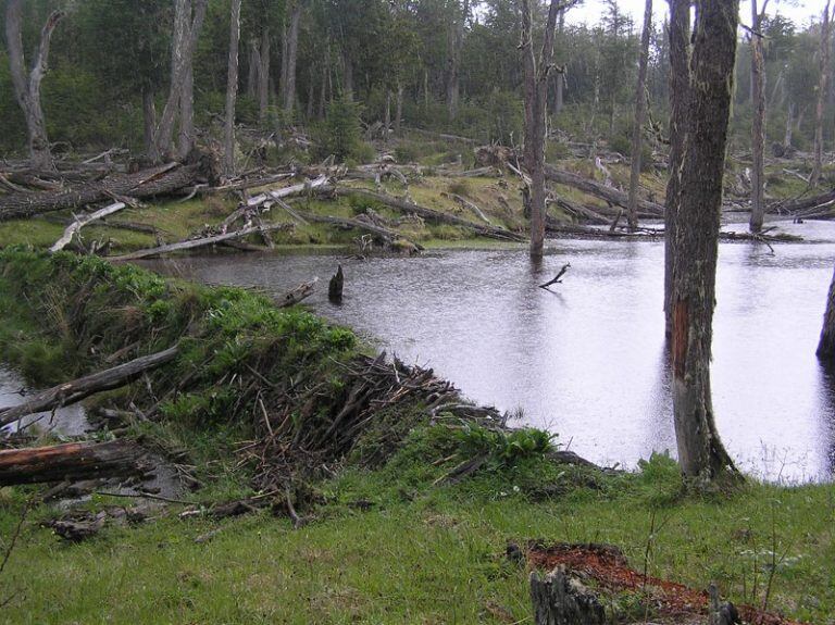 Laguna Negra (web)