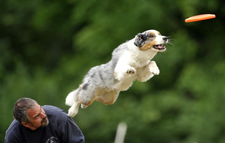 Border Collie en competencia de disco (Fotografía: /Bela Szandelszky)