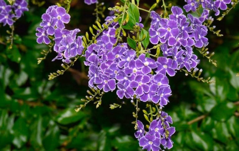 Duranta Común. (Web)