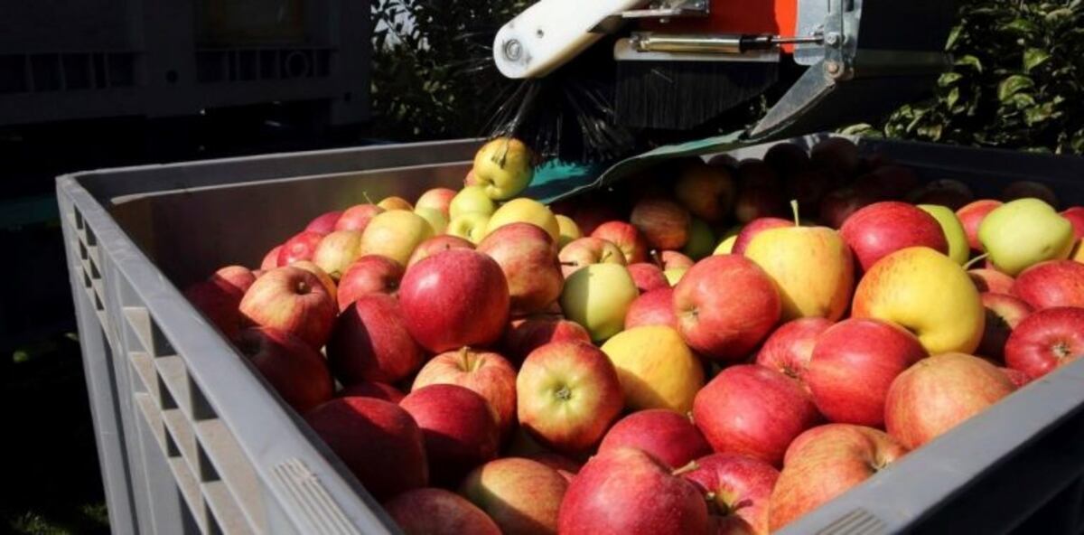 La suspensión de las ventas de peras y manzanas fue "decisión política" de Brasil, dijo un productor