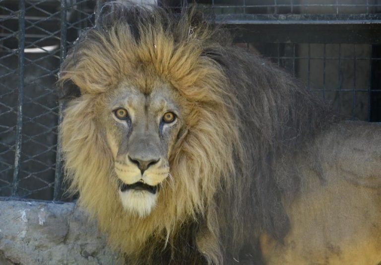 Los leones fueron trasladados a Estados Unidos.