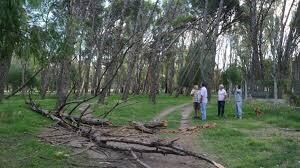 La joven murió tras la caída un árbol en marzo del 2014