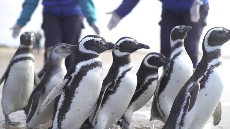 Así fue liberado Pijuí, el pingüino rescatado en una casa de Córdoba, en Santa Rosa de Calamuchita. (Fundación Mundo Marino)