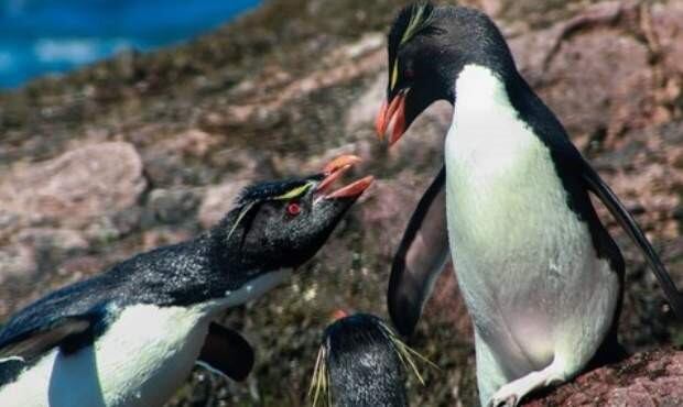 Península Mitre - Pingüino de penacho amarillo