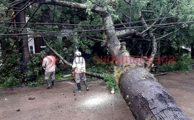 Cayó un árbol y dejó a un barrio entero de Corrientes sin luz. (Foto: Radio Sudamericana)