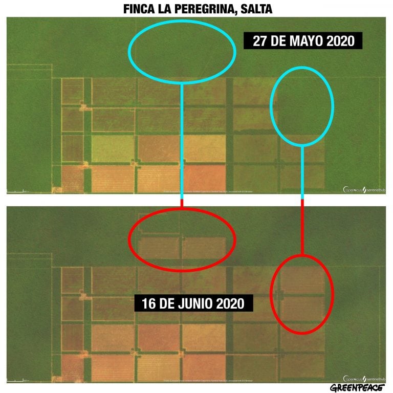 Desmonte en Salta. (crédito: Greenpeace)