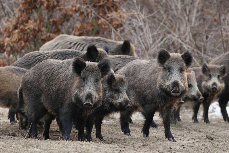 Descartaron que haya sido un ataque de jabalíes en la zona (web).