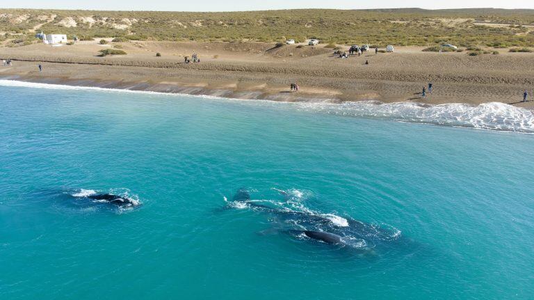 ACOMPAÑA CRÓNICA - AME4817. CHUBUT (ARGENTINA), 06/06/2020.- Fotografía cedida por Puerto Madryn que muestra las ballenas en Puerto Madryn el pasado mes de agosto del 2019, en Chubut (Argentina). La llama se asoma curiosa a la pantalla de la videollamada y la distancia de cientos o miles de kilómetros desaparece para trasladar de inmediato al interlocutor a los cerros de colores y el cielo celeste puro del norte argentino. Crisis es sinónimo de oportunidad, dicen los expertos, y de ello se aferran los emprendedores turísticos en la Argentina en momentos en que la pandemia de coronavirus sume al sector en una crisis que pone en grave riesgo su supervivencia. EFE/ Puerto Madryn SÓLO USO EDITORIAL/NO VENTAS