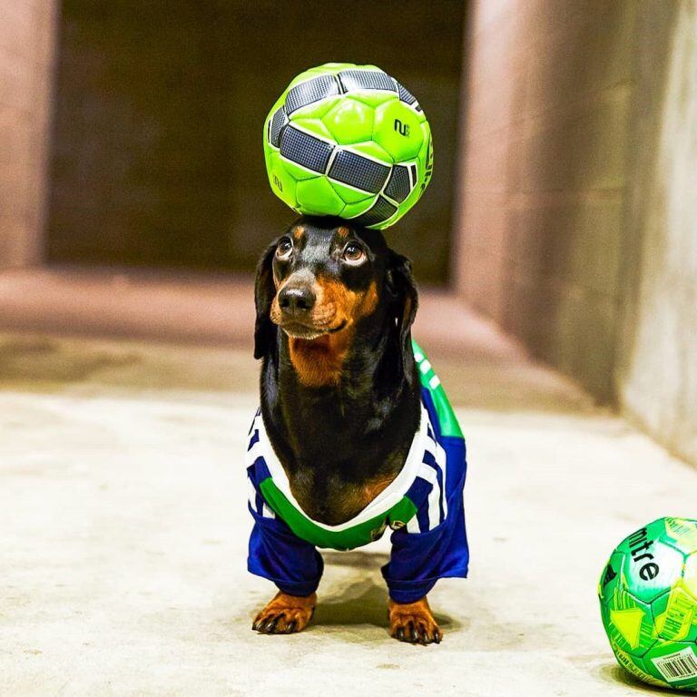 Un perro se hizo viral por hacer equilibrio con objetos sobre su cabeza