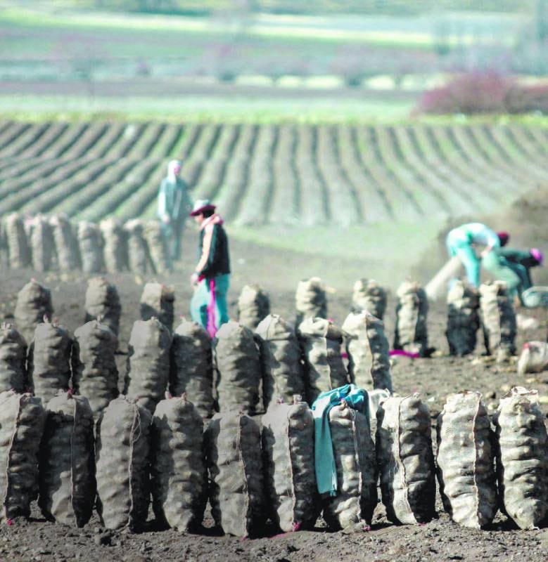 Horticultura: con precios estables, se retrasa el cultivo de papa