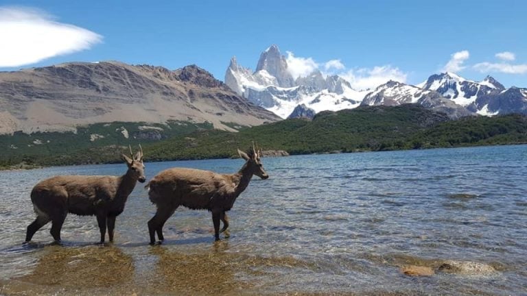 el calafate huemul