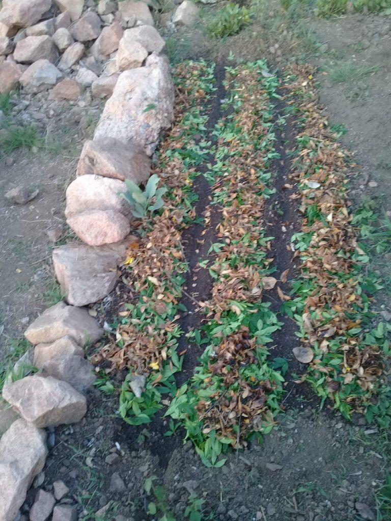 Sembraron acelga y rabanito.