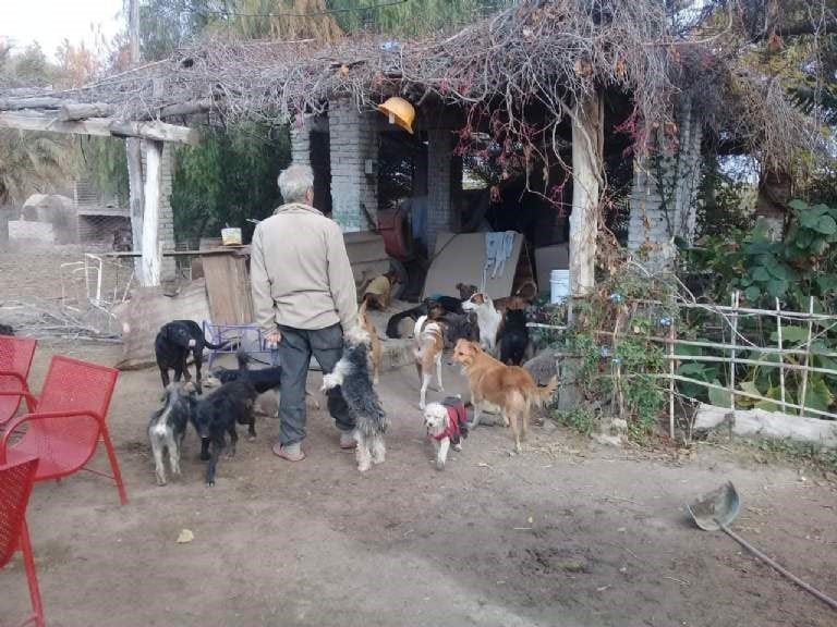 Ricardo dedica su vida a proteger a los perritos de la calle.