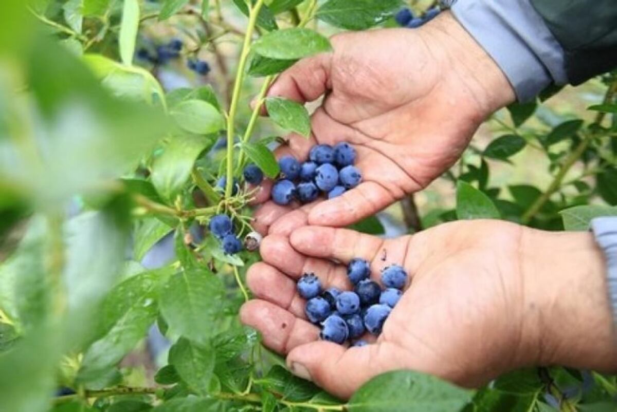 La pandemia parece ser una oportunidad para los arándanos argentinos