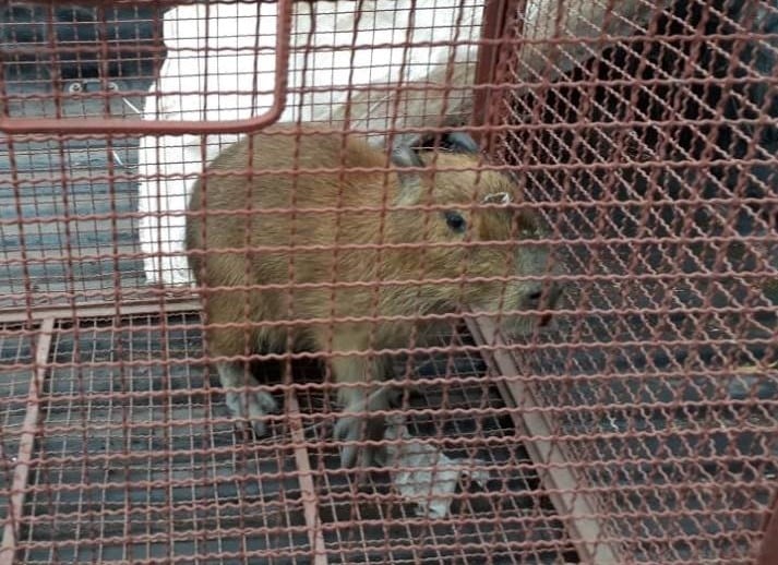 El carpincho es un un roedor herbívoro anfibio que en su adultez puede llegar a pesar unos 55 kilos y medir más de 1 metro de largo y 50 cm de altura.