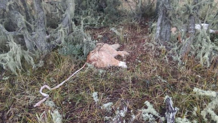 Perros Asesinados Tierra del Fuego