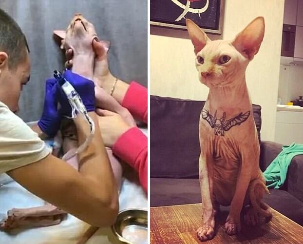 Una influencer tatuó a su gato y despertó repudio en las redes