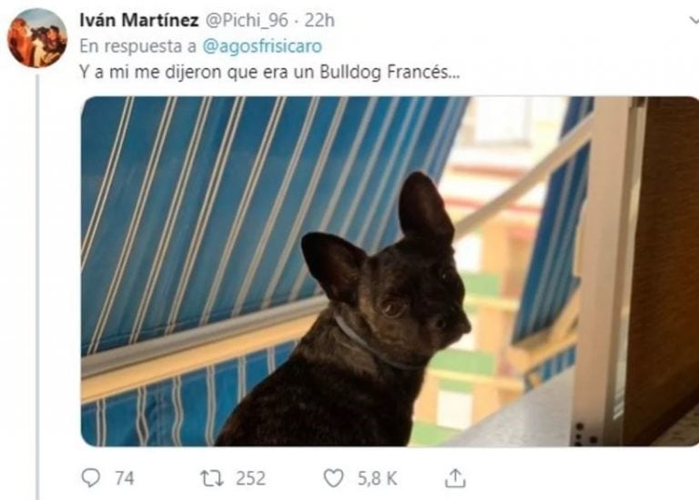 El hilo sobre perritos que iban a ser de raza, pero no. (Foto: captura Twitter)