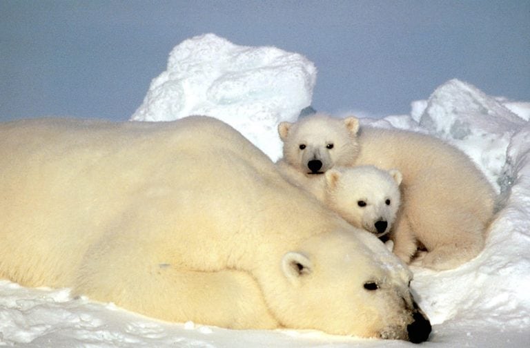 Los osos polares, amenazados por el cambio climático, migran de su hábitat natural porque ya no encuentran allí refugio ni comida. (AP)