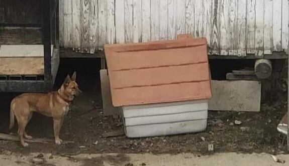 Así vive la perrita, atada en el poste de la casa, con una correa muy corta. La ley14.346 protege a los animales del maltrato y la crueldad del hombre.