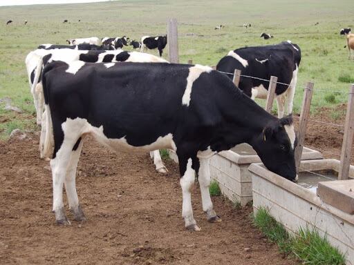 Bebederos en el campo en dos lotes