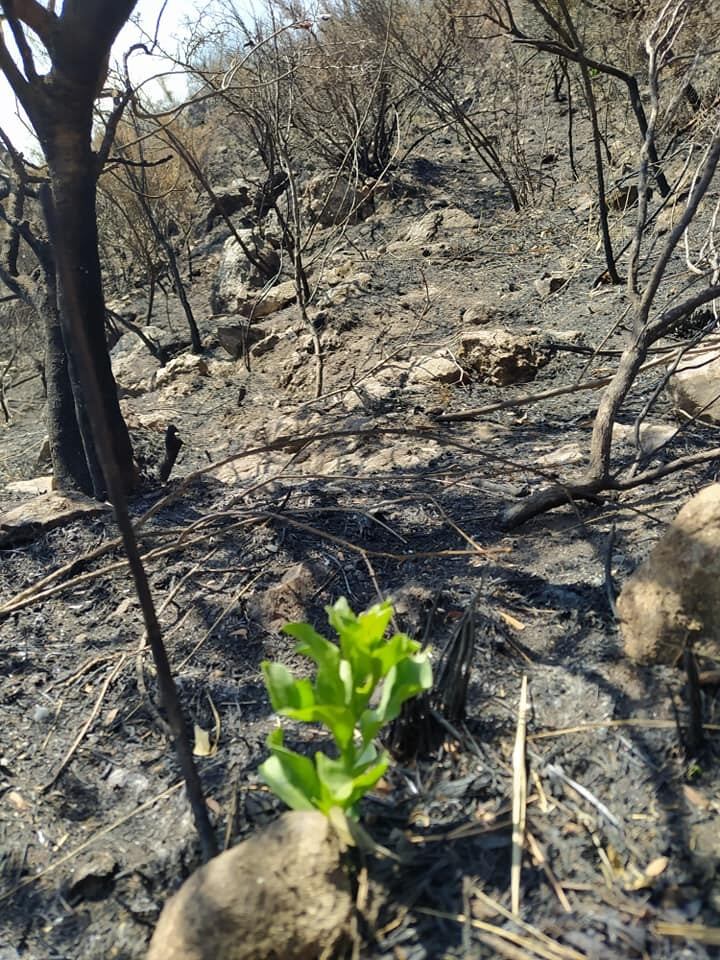 Nuevos brotes a semanas del incendio en Bialet Massé. Foto: Sergio Gaytan