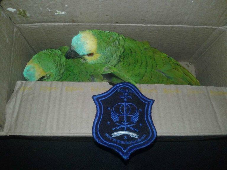 La policía de Salta secuestró un gualacate, bagres, loros y otras aves silvestres. (Policía de Salta)