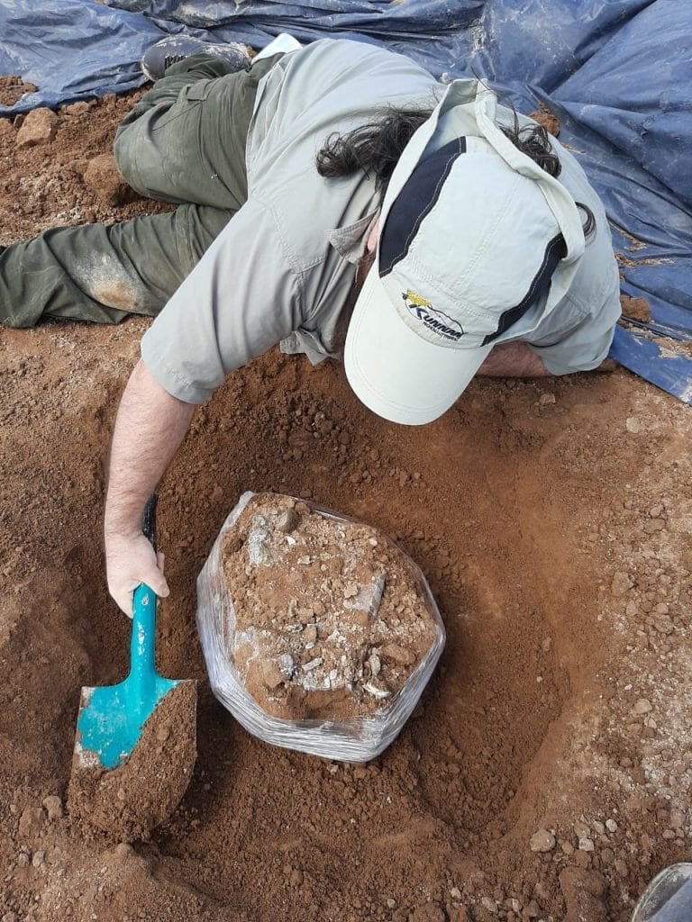 Descubren restos de una osa gigante fósil en Carmen de Areco